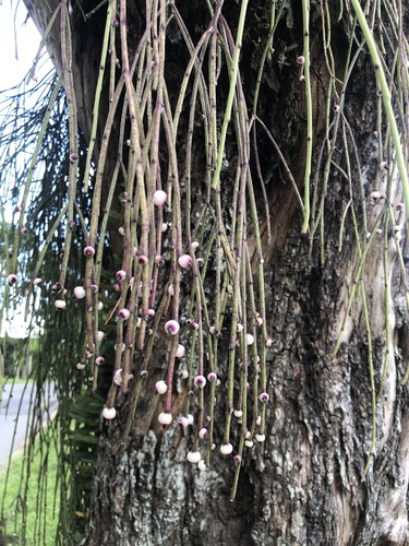 Rhipsalis Floccosa