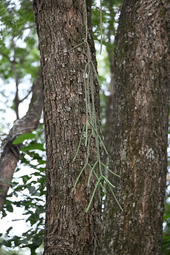 Rhipsalis Floccosa