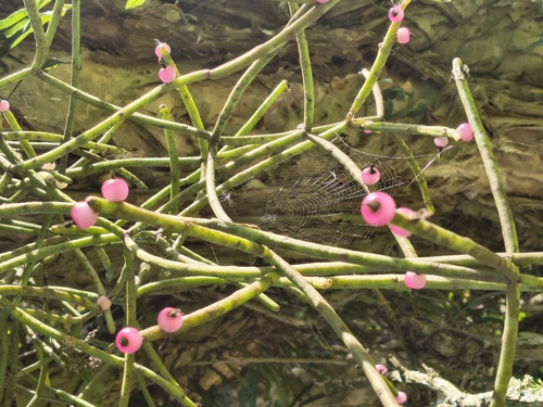 Rhipsalis Floccosa