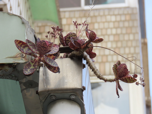 Kalanchoe Humilis Pintada