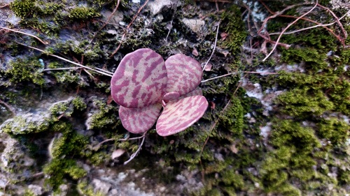 Kalanchoe Humilis Pintada