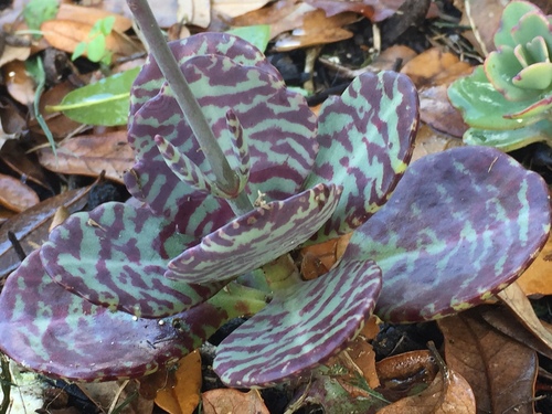 Kalanchoe Humilis Pintada