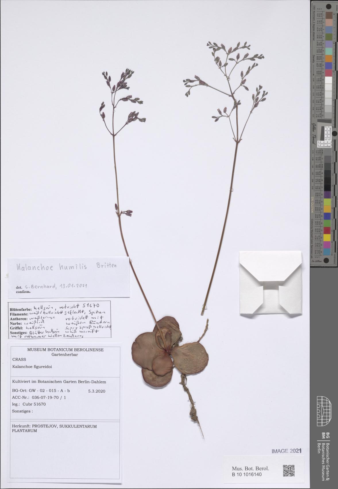 Kalanchoe Humilis Pintada