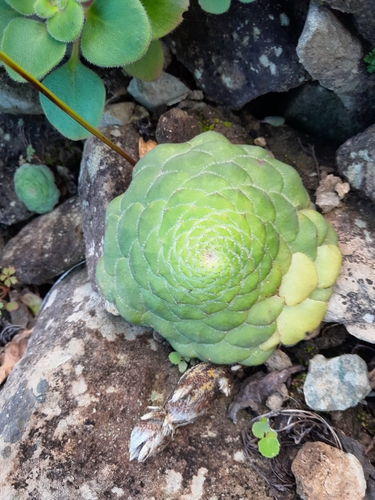 Aeonium Prato (Flat Aeonium)