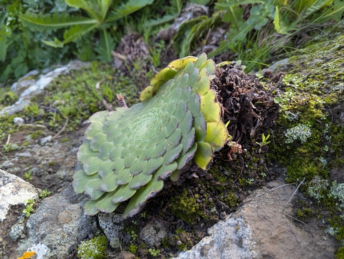 Aeonium Prato (Flat Aeonium)