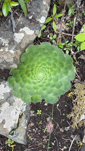 Aeonium Prato (Flat Aeonium)