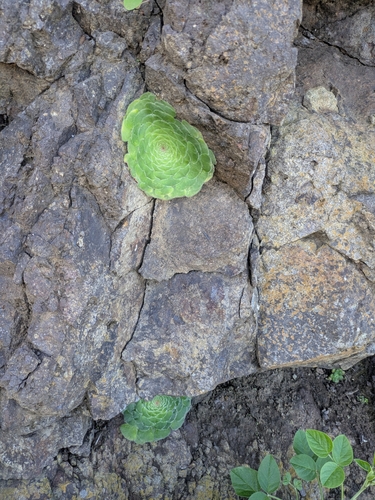 Aeonium Prato (Flat Aeonium)