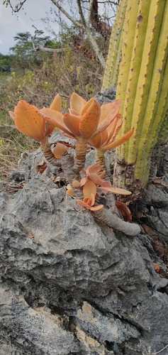Echeveria Cabeluda (Firecracker)