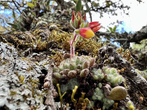 Echeveria Cabeluda (Firecracker)