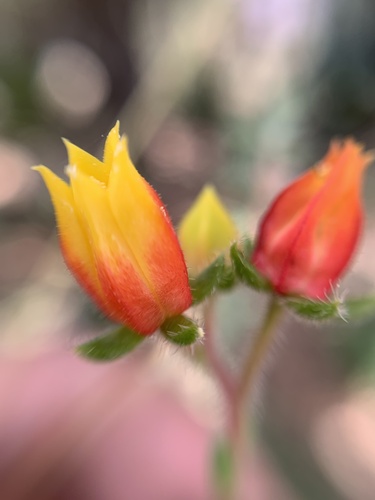 Echeveria Cabeluda (Firecracker)