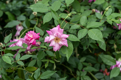 Rosa de Corte Chinesa