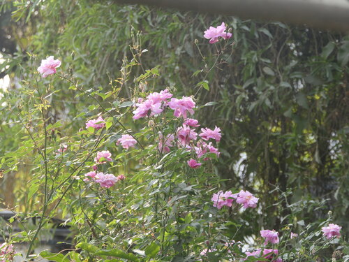 Rosa Damascena de Corte