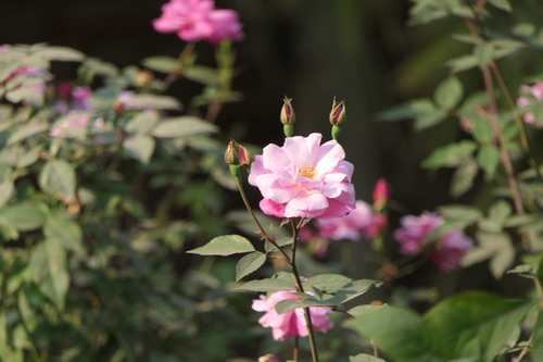 Rosa Damascena de Corte