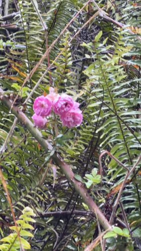 Rosa Damascena de Corte