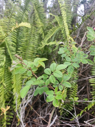 Rosa Damascena de Corte