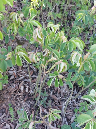 Rosa Gallica de Corte