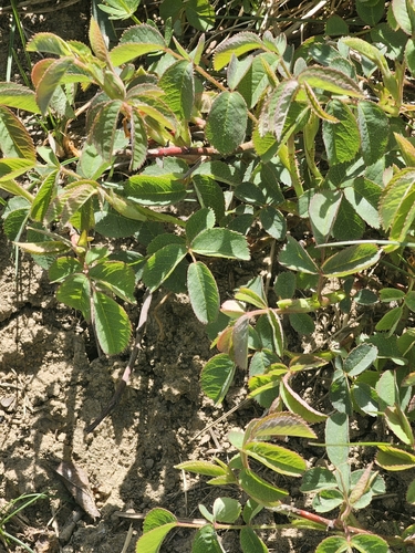 Rosa Gallica de Corte