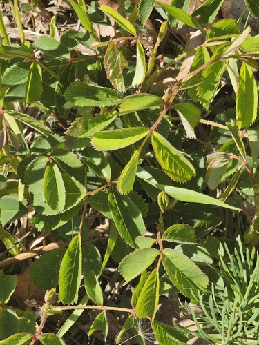 Rosa Gallica de Corte
