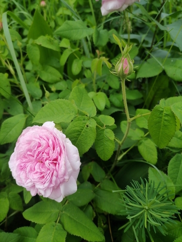 Rosa Centifolia de Corte