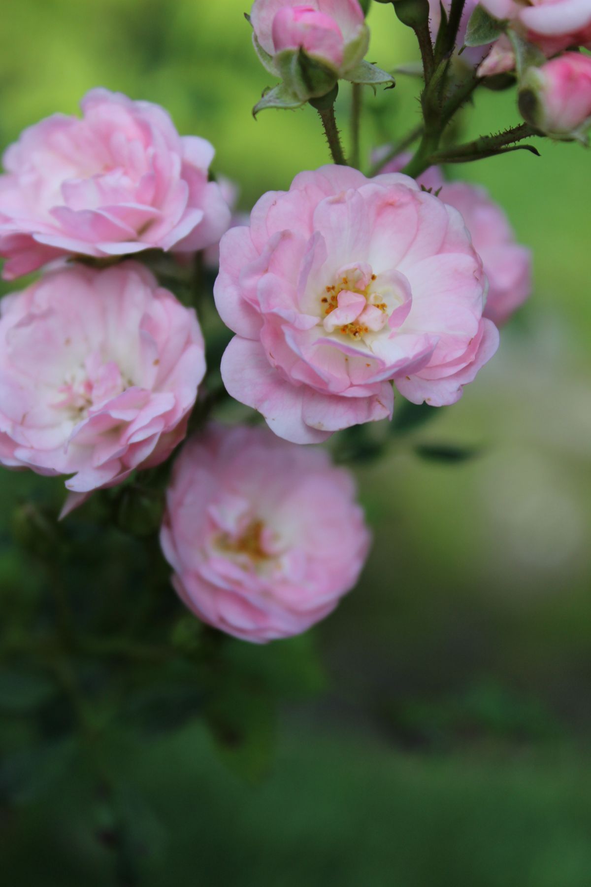 Rosa Centifolia de Corte