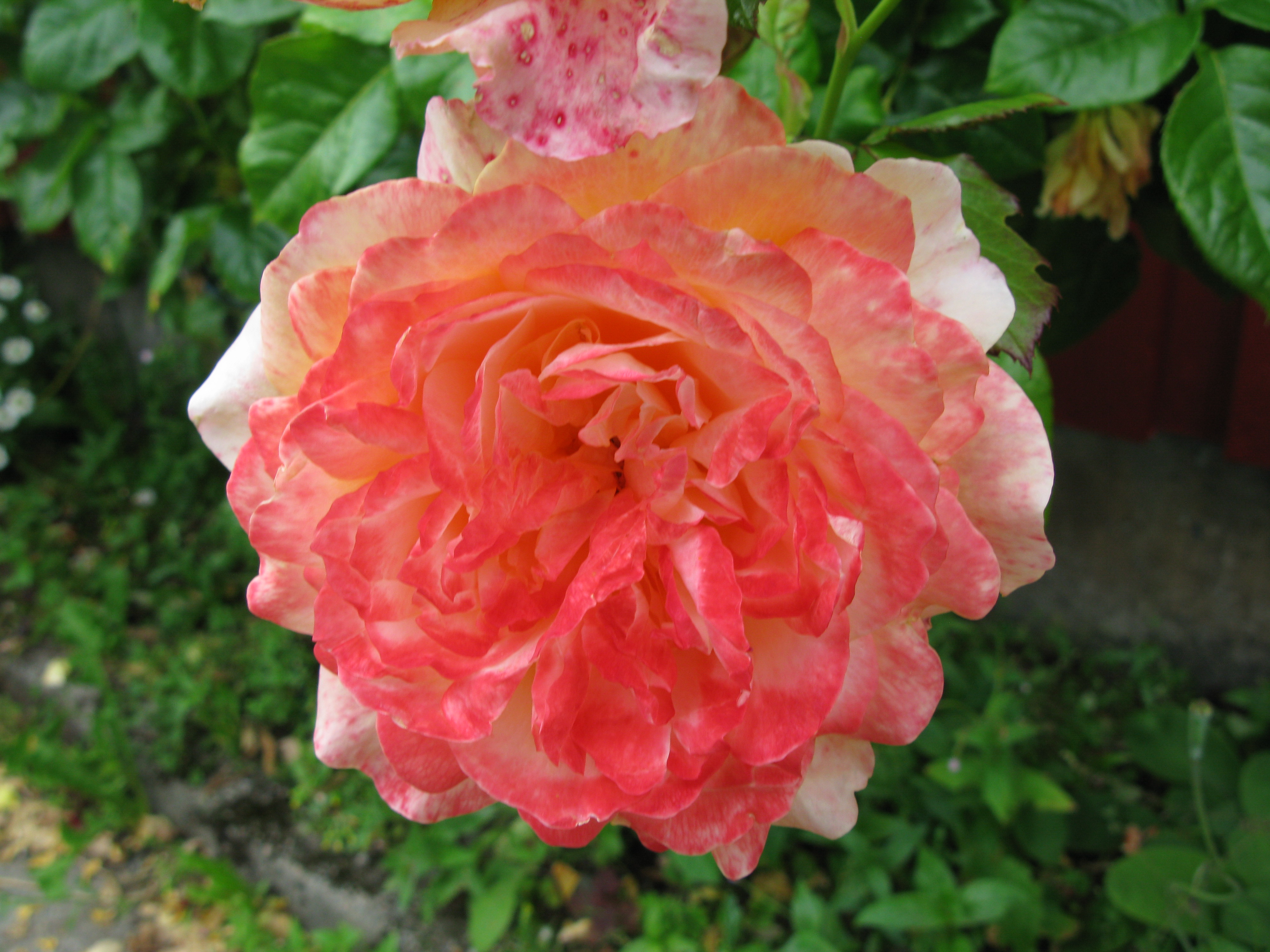 Rosa Centifolia de Corte