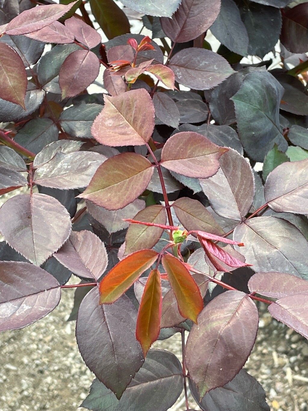 Rosa de Chá Perfumada