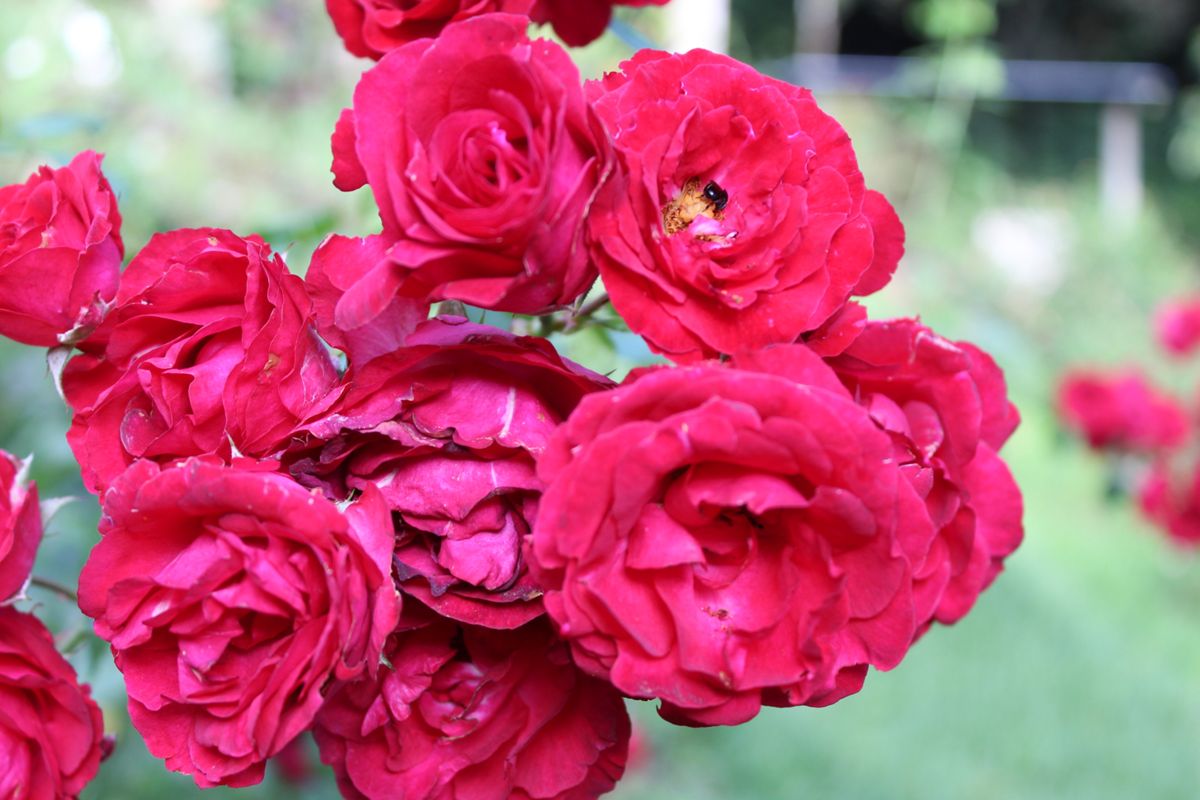 Rosa de Chá Perfumada