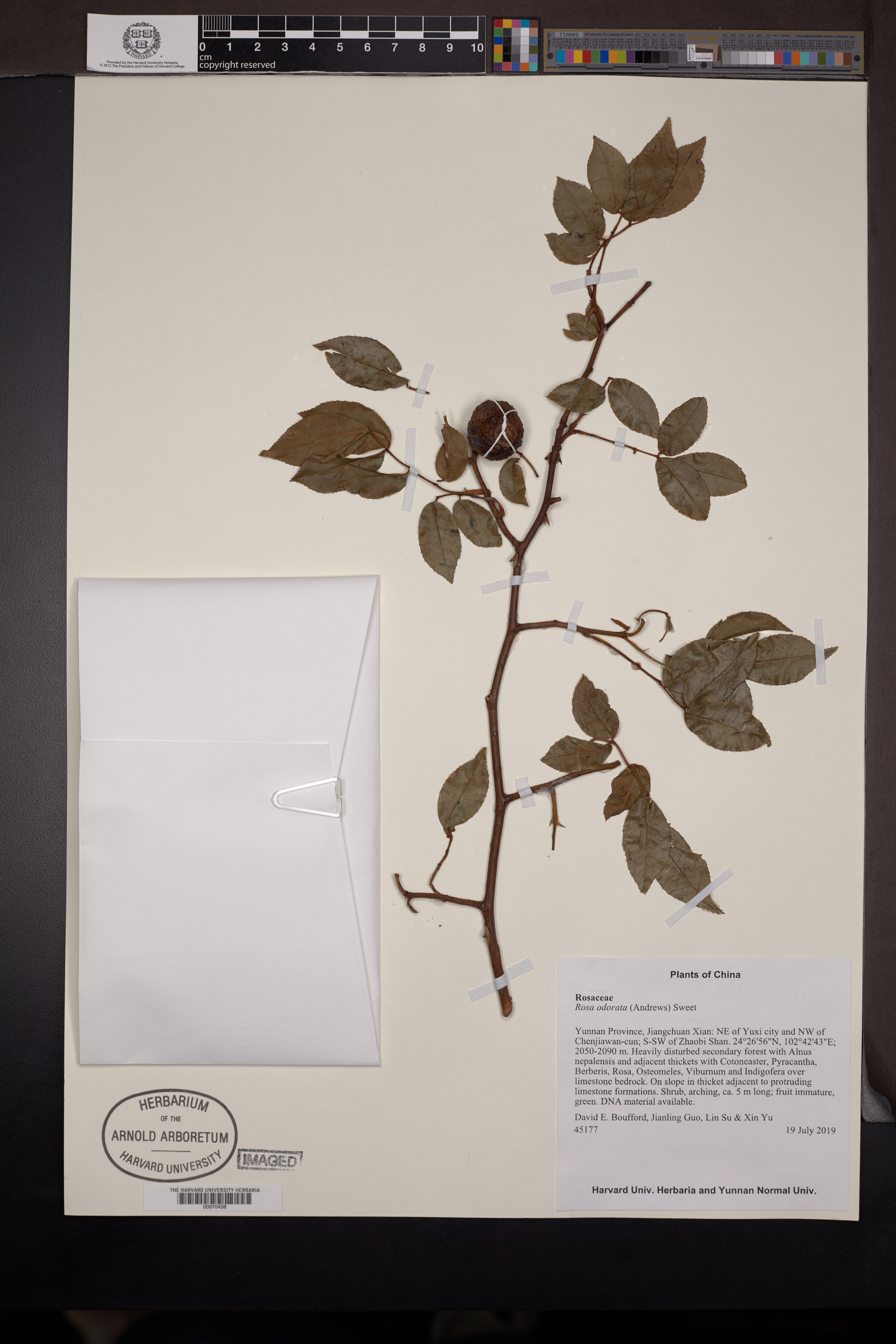 Rosa de Chá Perfumada