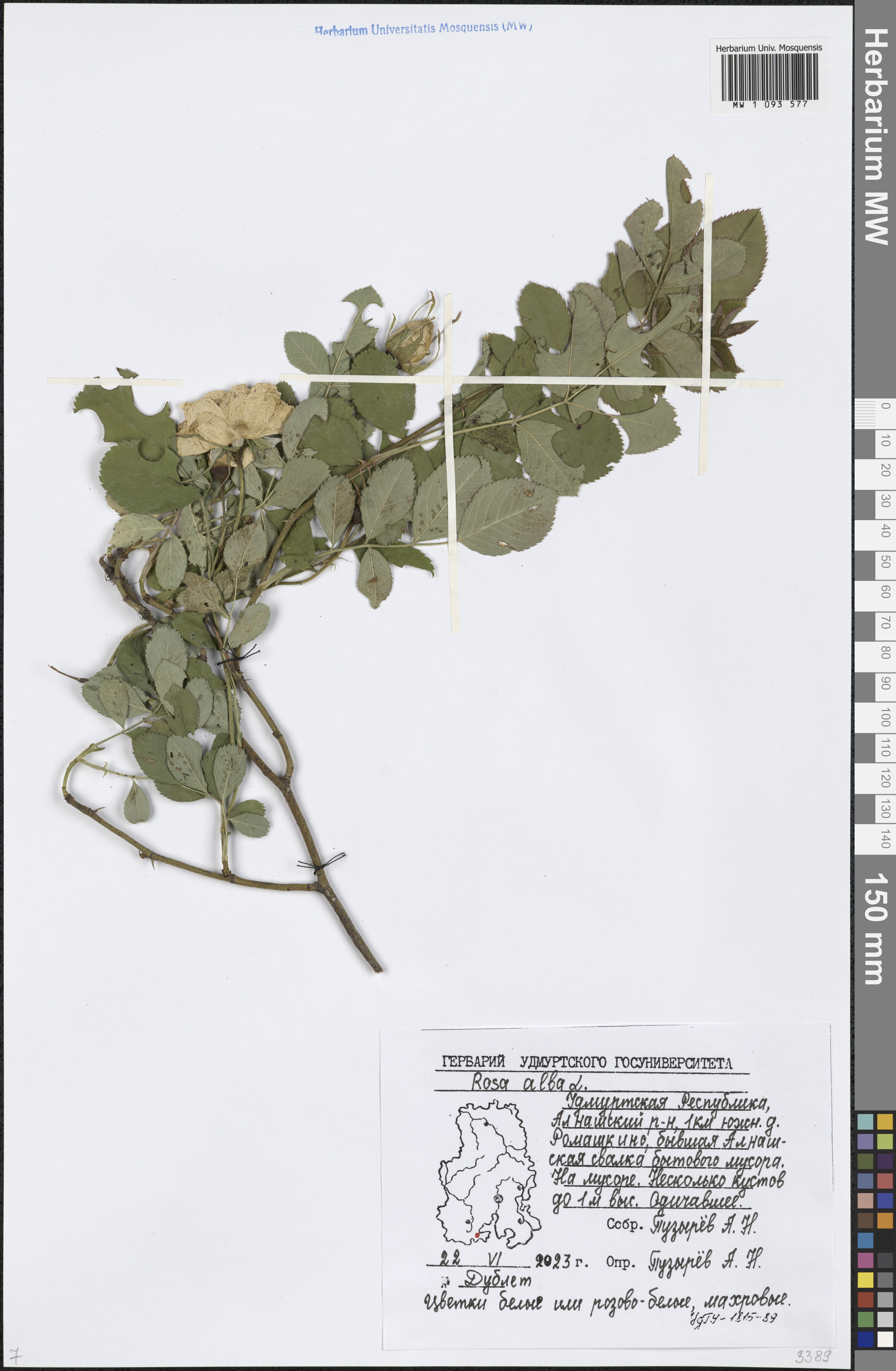 Rosa Branca Alba de Corte