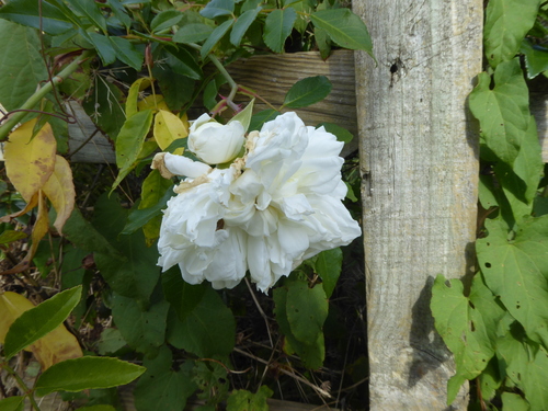 Rosa Branca Alba de Corte