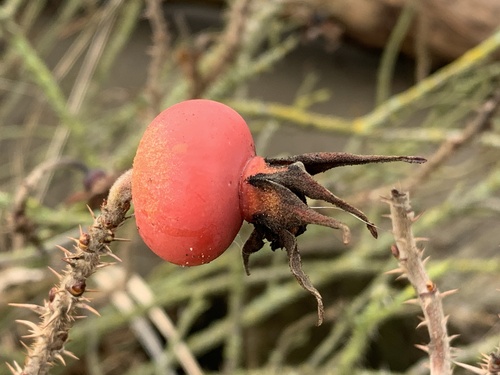 Rosa Rugosa de Corte