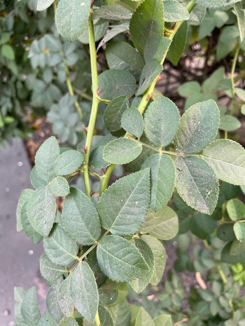 Rosa Mosqueta de Corte
