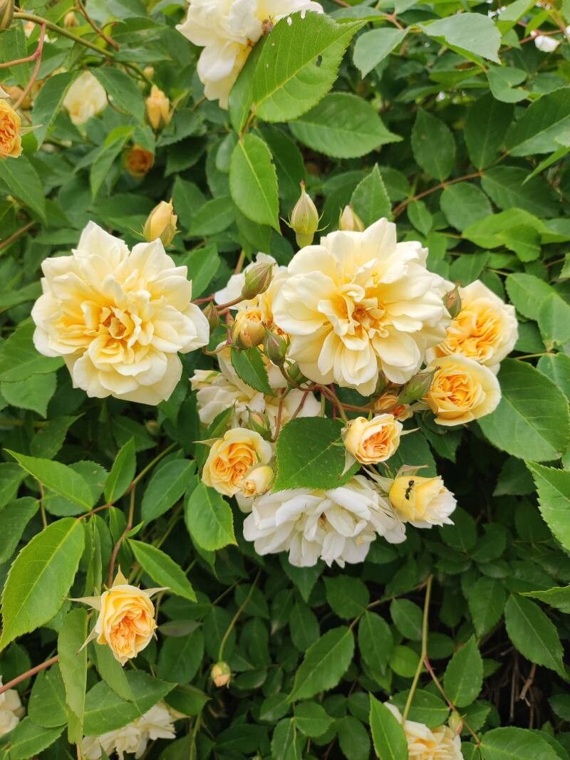 Rosa Mosqueta de Corte