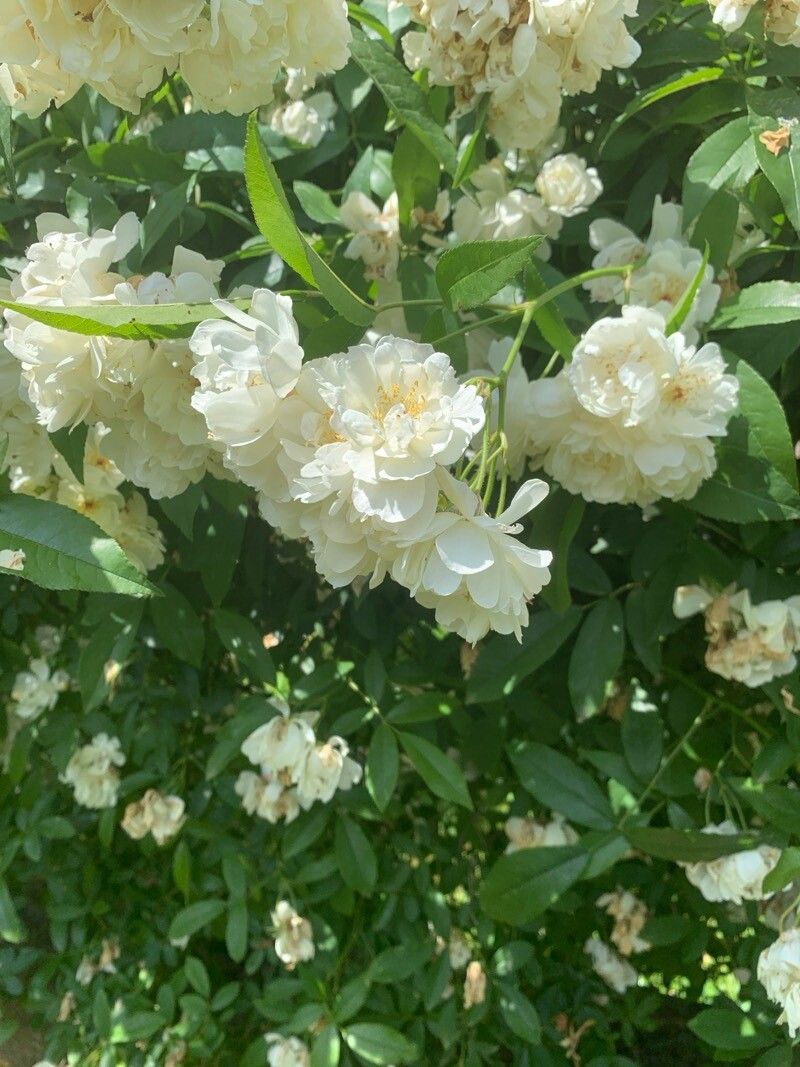 Rosa Mosqueta de Corte