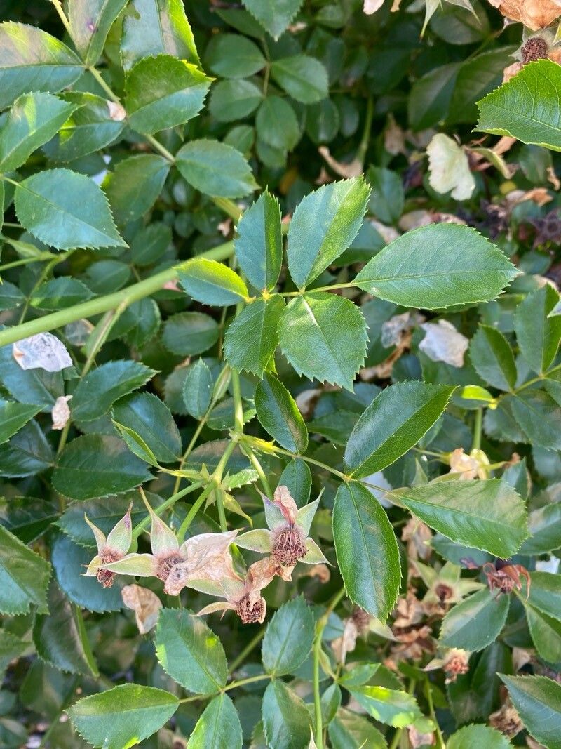 Rosa Mosqueta de Corte