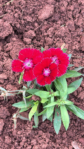 Cravo Poeta (Sweet William)