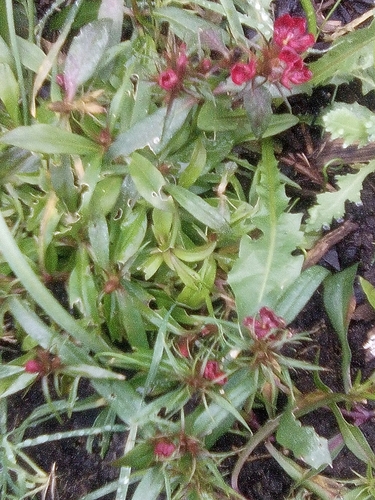 Cravo Poeta (Sweet William)