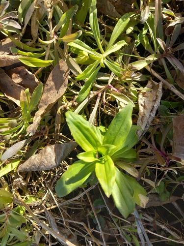 Cravo Poeta (Sweet William)