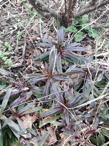 Cravo Poeta (Sweet William)