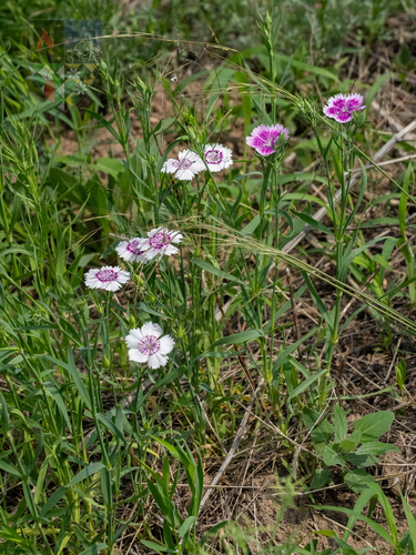Cravina de Corte