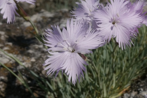 Cravo Pluma