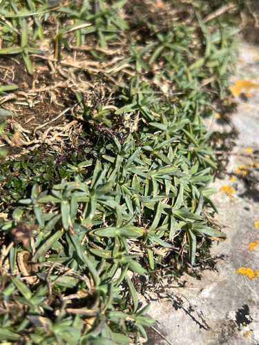 Cravo de Cheiro de Corte