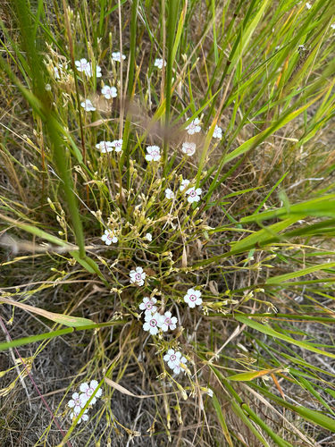 Cravina deltoide de Corte