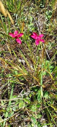 Cravina deltoide de Corte