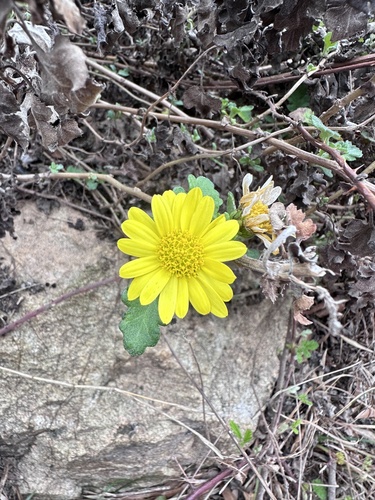 Crisântemo Amarelo de Haste