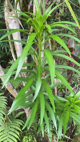 Lírio Longiflorum Branco