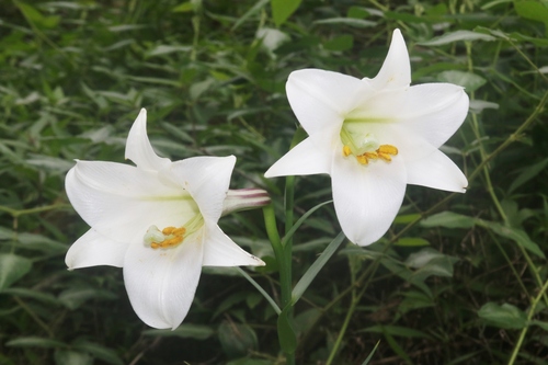 Lírio Longiflorum Branco