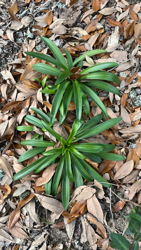 Lírio Longiflorum Branco
