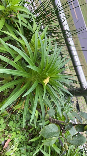 Lírio Longiflorum Branco