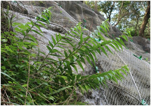 Lírio Japonês Speciosum